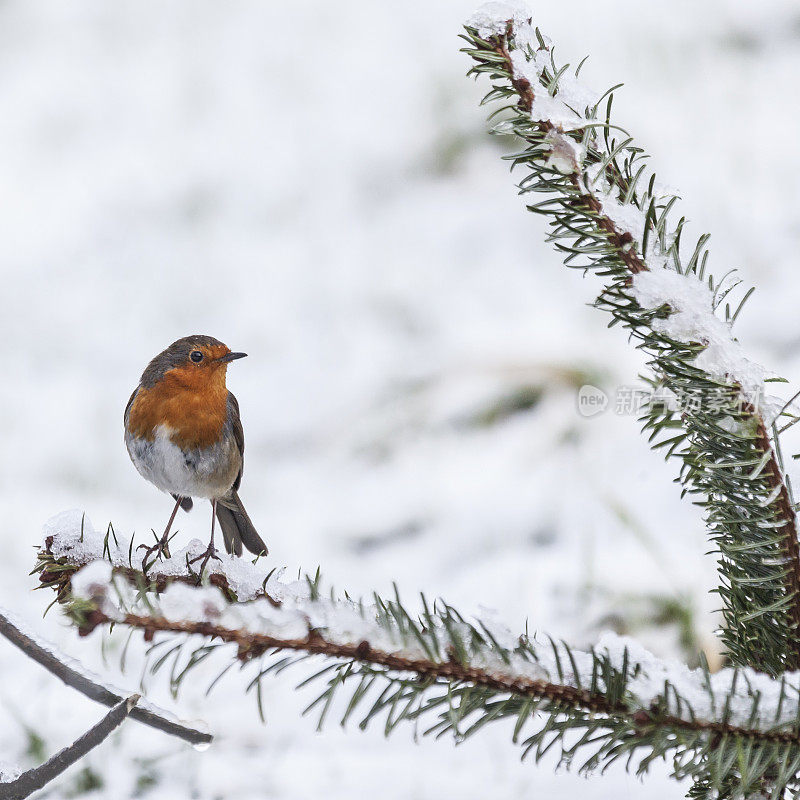 欧洲知更鸟，Erithacus rubecula，在雪中